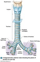 Anterior view of the trachea and bronchi