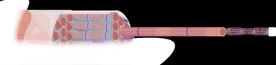 Muscle fiber structure with myofibrils and sarcoplasmic reticulum