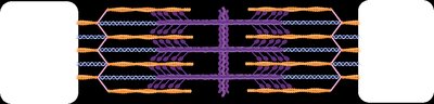 Sarcomere bands and zones