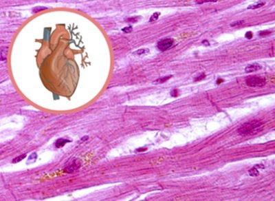 Cardiac muscle tissue under microscope