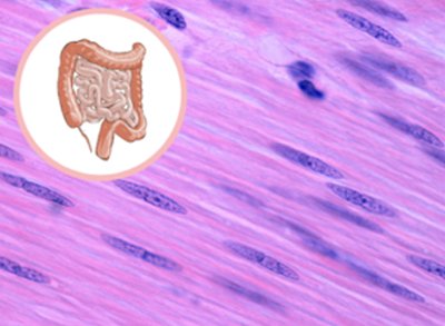 Smooth muscle tissue under microscope