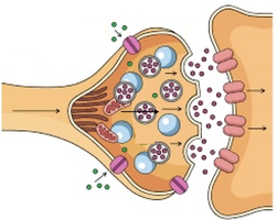 Diagram of a chemical synapse showing presynaptic terminal, synaptic vesicles, neurotransmitter release, and postsynaptic receptors.