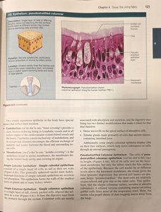Pseudostratified columnar epithelium diagram and micrograph
