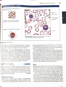 Blood tissue micrograph
