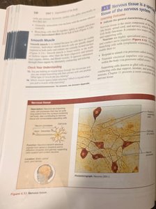 Nervous tissue micrograph