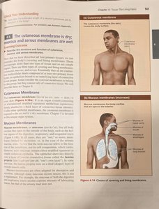 Cutaneous and mucous membranes diagram