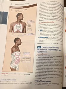 Serous membrane diagram