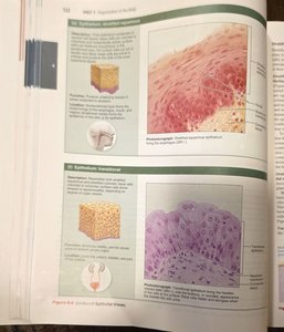 Stratified squamous epithelium diagram and micrograph