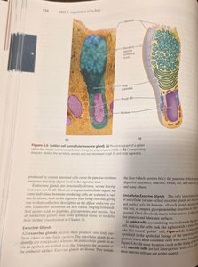 Goblet cell and multicellular exocrine gland diagram