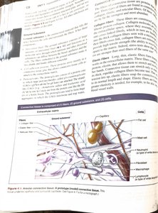 Areolar connective tissue diagram