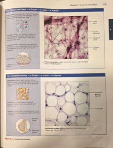 Areolar and adipose connective tissue micrographs