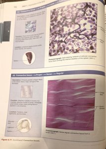 Reticular and dense regular connective tissue micrographs
