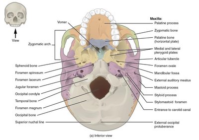 Superior view of the cranial base showing cranial fossae and foramina