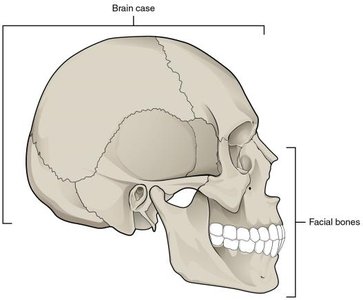 Lateral view of the skull showing the brain case and facial bones