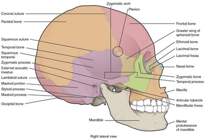 Lateral view of the skull with labeled cranial bones and sutures