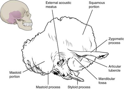 Inferior view of the temporal bone showing mastoid process, mandibular fossa, and other features