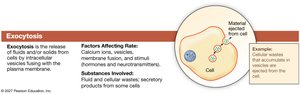 Diagram of exocytosis