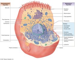 Diagram of cytoplasm and organelles