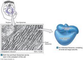 Diagram and micrograph of ribosomes
