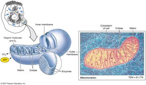 Diagram and micrograph of mitochondrion