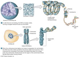 Diagram of chromosome structure and DNA organization