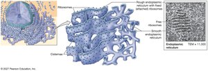 Diagram of rough and smooth endoplasmic reticulum