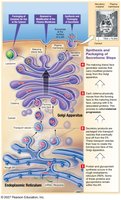 Diagram of Golgi apparatus and vesicle trafficking