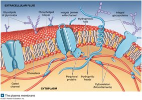 Diagram of the plasma membrane showing its components