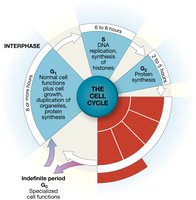 Diagram of the cell cycle with interphase and mitosis