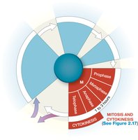 Diagram of mitosis stages: prophase and metaphase