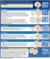 Diagram of mitosis stages: anaphase and telophase