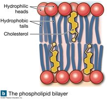 Phospholipid bilayer structure