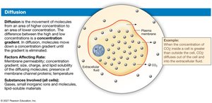 Diagram of diffusion across a membrane