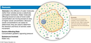 Diagram of osmosis across a membrane