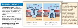 Diagram of facilitated diffusion via carrier proteins
