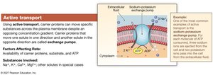 Diagram of active transport via sodium-potassium pump