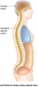 Body cavities overview