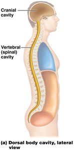 Anterior body cavity