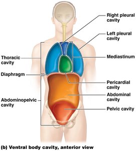 Thoracic cavity subdivisions