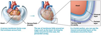 Serous membrane around heart and lungs