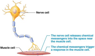 Cell communication between nerve and muscle