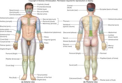 Axial and appendicular regions