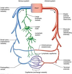 Diagram of blood vessel types and lymphatic system