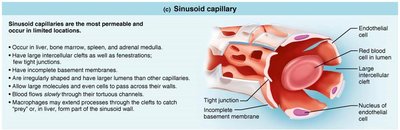 Sinusoidal capillary structure