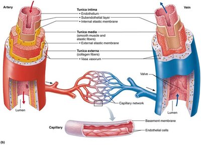 Varicose veins and venous adaptations