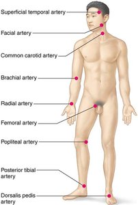 Pulse points on the human body