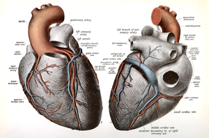 Coronary arteries and veins of the heart