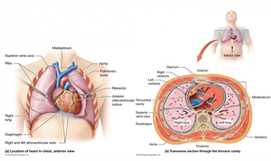 Heart location in chest, anterior view and transverse section