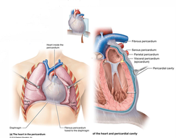 Heart and pericardium anatomy