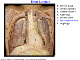 Heart location with fibrous pericardium and diaphragm